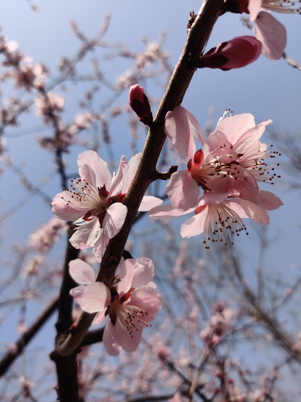 桃花礼赞