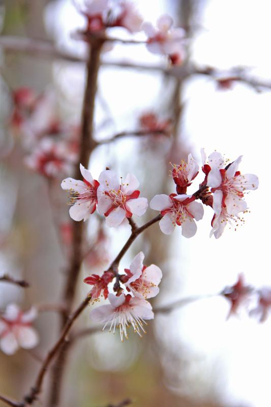 守一树杏花淡淡开