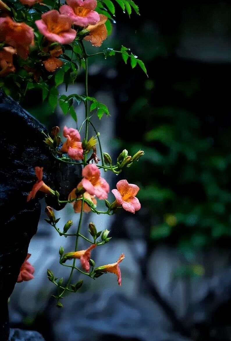 夏夜，雨偷偷地下