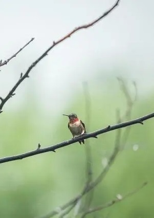 立春，在小鸟的歌声中度过