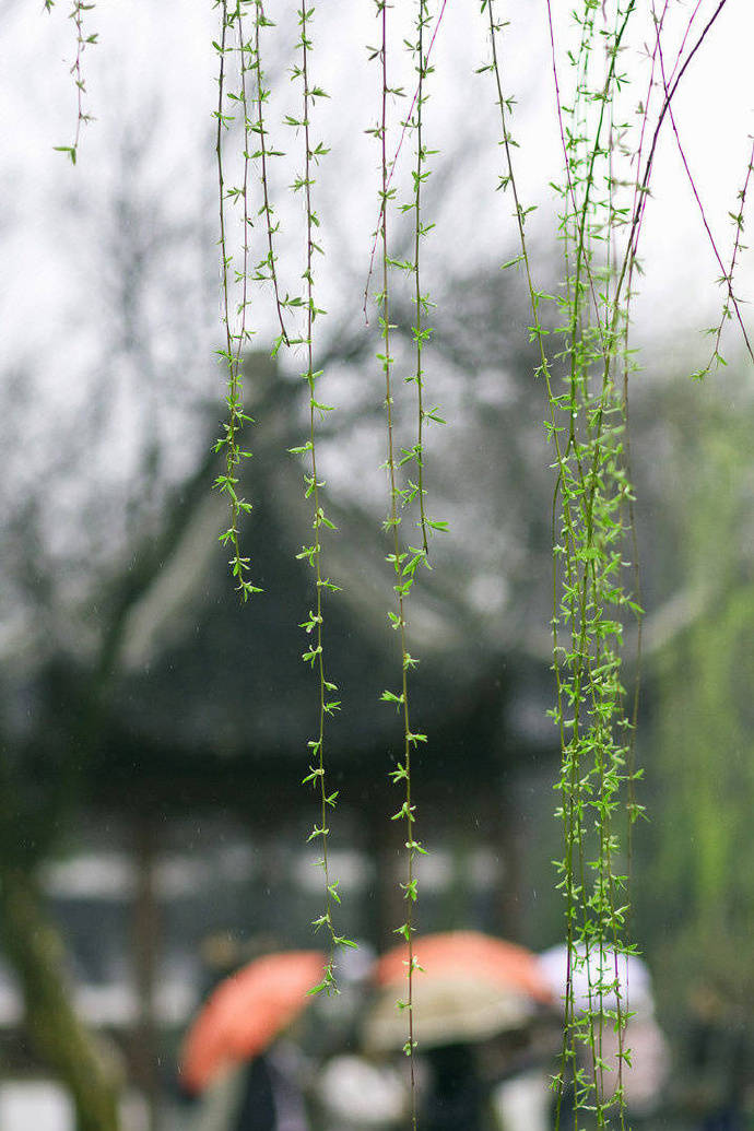  只是等一场春天的大风