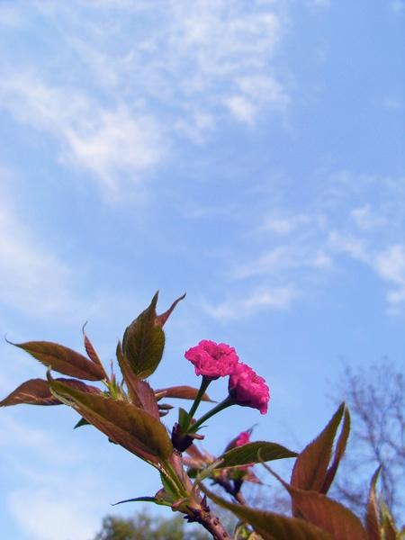 阳春三月好踏青