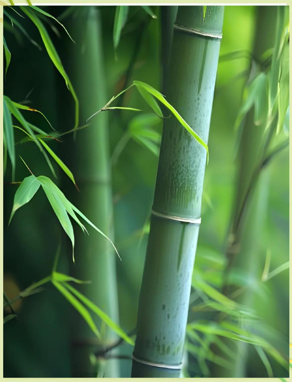 以竹为师